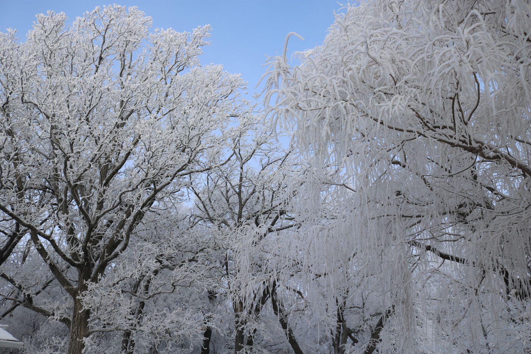 Frosted trees are shown in Winnebago County..JPG
